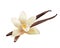 Realistic Vanilla Flower and Sticks. Vector Isolated Illustration Icon