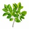 Realistic Vector Artwork Of Green Leaves On White Background