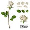 Realistic vector elements set of white roses petals, leaves, bud and an open flower