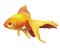 Realistic Vector Goldfish Illustration . Isolated On White Background Icon