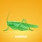 Realistic vector illustration of green insect Acrididae, locust, grasshopper
