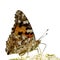 The realistic vector illustration of Painted lady butterfly isolated in white , Vanessa cardui