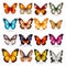 Realistic Vector Image Of Colorful Butterflies On Transparent Background