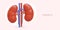 Realistic vector kidneys. Human internal organ. Color advertising banner of clinic
