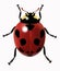 Realistic vector ladybug