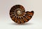 Realistic vector picture fossil Ammonite Nacre color on light background. pearly, golden, pure and airy.