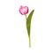 Realistic vector tulip. Beautiful flower.