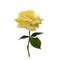 Realistic vector yellow rose or tea rose or China rose petals, leaves open flower, twig. Idea for logo, perfumery