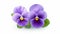 Realistic Violet Pansies With Green Leaves On White Background