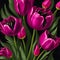 Realistic viva magenta tulip flowers illustration on isolated black background