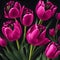 Realistic viva magenta tulip flowers illustration on isolated black background