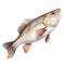 Realistic Watercolor Bass Fishing Clipart On White Background