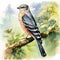 Realistic Watercolor Bird Illustration In Forest: Levant Sparrowhawk