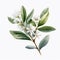 Realistic Watercolor Clipart Of Aniseed Myrtle On White Background