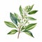 Realistic Watercolor Clipart Of Aniseed Myrtle On White Background In Hd Quality