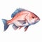 Realistic Watercolor Clipart Of Red Snapper Fish On White Background