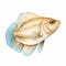 Realistic Watercolor Clipart Of Yellow And Beige Flounder