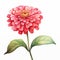 Realistic Watercolor Dahlia Flower Illustration In Red And Green