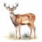 Realistic Watercolor Deer Illustration On Wood