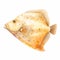 Realistic Watercolor Flounder Fish Clipart On White Background