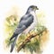 Realistic Watercolor Of A Grey Hawk On A Branch