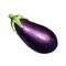 Realistic watercolor illustration eggplant on white background