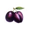 Realistic watercolor illustration plum on white background