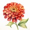 Realistic Watercolor Illustration Of A Red Zinnia Flower