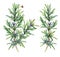 Realistic watercolor illustration of rosemary Rosmarinus officinale