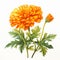 Realistic Watercolor Marigold Illustration On White Background