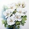 Realistic Watercolor Painting Of White Alba Flowers On White Background