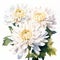 Realistic Watercolor Painting Of White Diamond Chrysanthemum Flowers