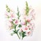 Realistic Watercolor Painting Of White Pink Snapdragon Flowers