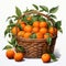 Realistic Watercolor Portrait Of Oranges In A Basket