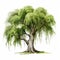 Realistic Watercolor Willow Tree: Detailed And Eye-catching Artwork