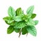 Realistic Watercolour Illustration Of Mint Leaves On White Background