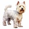 Realistic West Highland White Terrier Standing Illustration On White Background