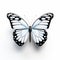 Realistic White And Black Butterfly On White Background - 3d Whimsical Animal Symbolism