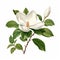 Realistic White Magnolia Floral Illustration With Detailed Foliage