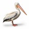 Realistic White Pelican Bird On White Background - High Quality Ultra Hd