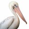 Realistic White Pelican Face: Detailed Rendering In Pink And Navy