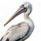Realistic White Pelican In Photoshop - Detailed Rendering With High Quality Ultra Hd