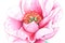 Realistic white-pinc watercolor lily, pion, briar on wite background