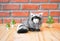 Realistic Wild Racoon. Animal Replica Prop Fur Toy, for Decoration