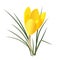 Realistic yellow crocus flower isolated on white background. Spring flower concept.