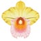 Realistic yellow orchid Cattleya isolated highly detailed front view