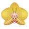 Realistic yellow orchid Phalaenopsis isolated highly detailed front view