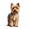 Realistic Yorkshire Terrier Standing Illustration On White Background