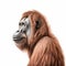 Realistic Zbrush Drawing Of Orangutan With Uhd Image Quality