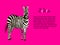 Realistic zebra on a pink background vector